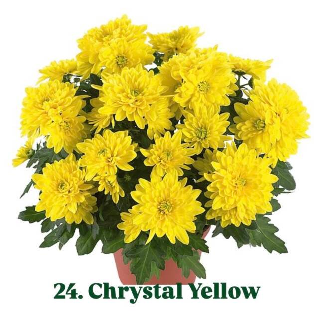 Хризантема гіллячкова 24.Chrystal Yellow (черенок)