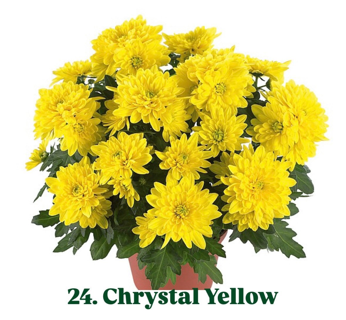 Хризантема гіллячкова 24.Chrystal Yellow (черенок)