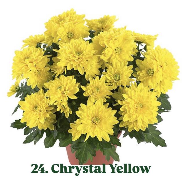 Хризантема 24.Chrystal Yellow (горщик ф12)