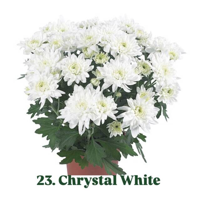 Хризантема 23.Chrystal White (горщик ф12)