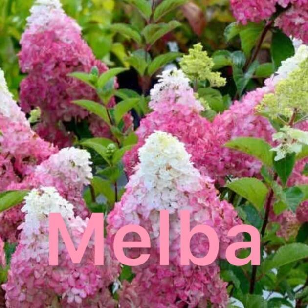 Мітловидна гортензія Melba (горщик 3л)