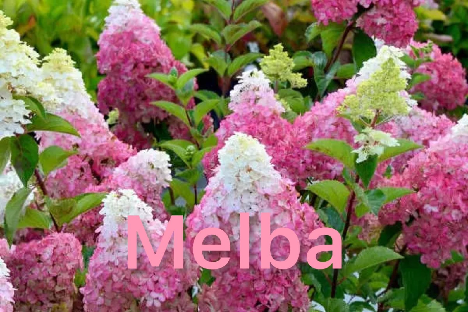 Мітловидна гортензія Melba (горщик 3л)