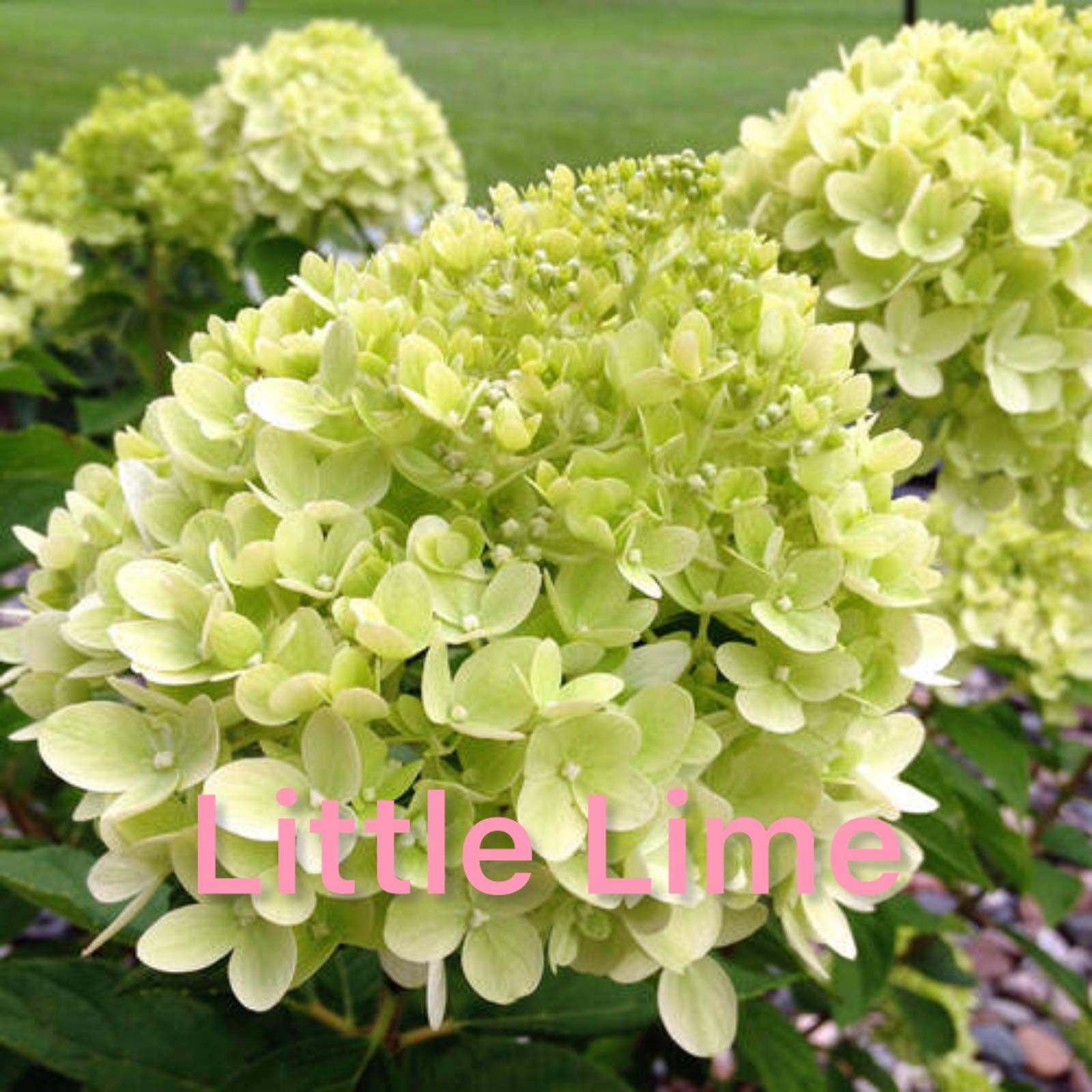 Мітловидна Гортензія Little Lime горщик 1,5л
