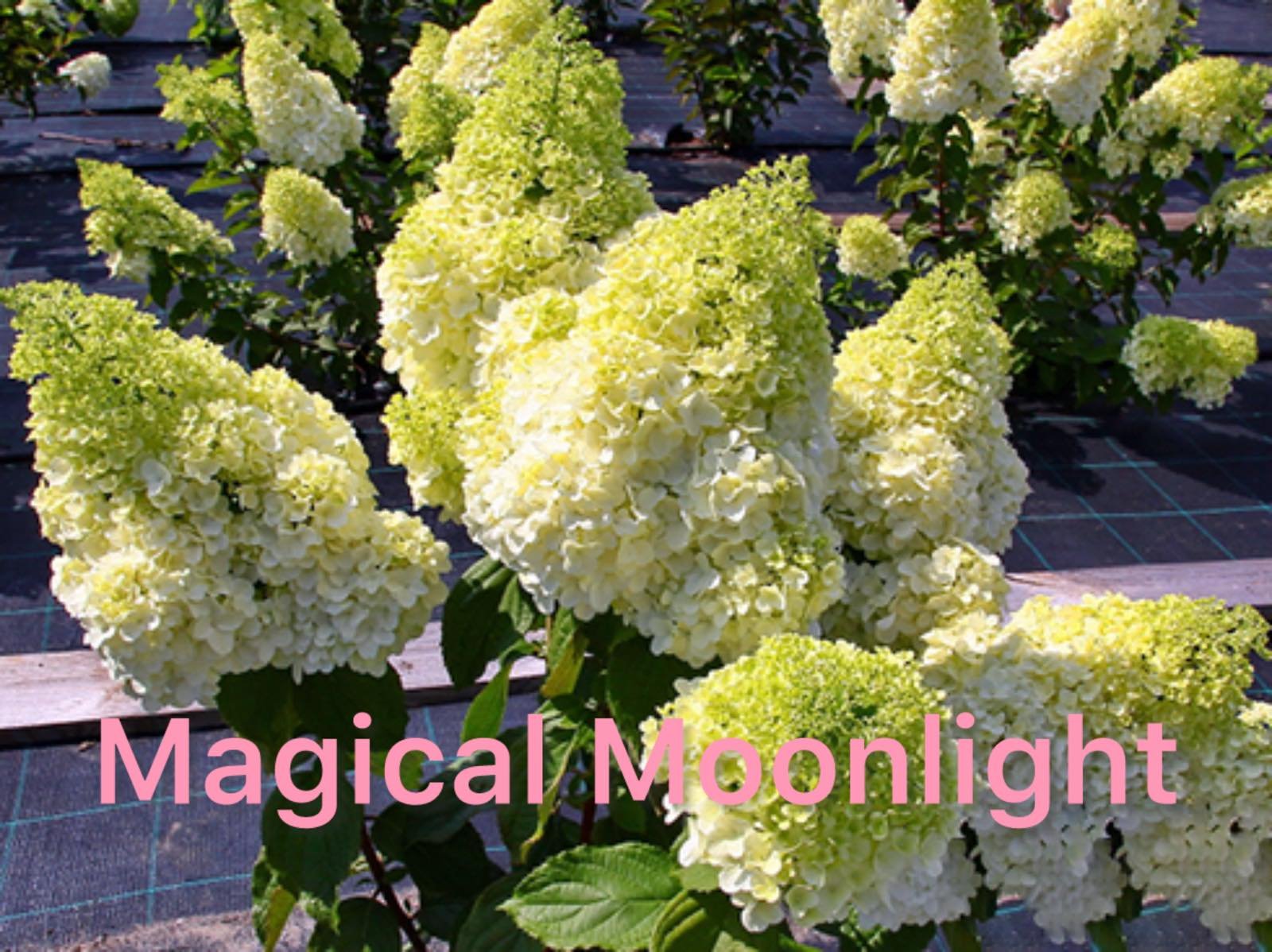 Мітловидна гортензія Magical Moonlight (горщик 3л)