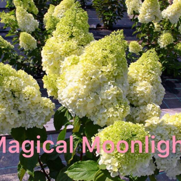 Мітловидна Гортензія Magical Moonlight горщик 1,5л