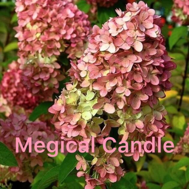 Мітловидна гортензія Magical Candle (горщик 3л)