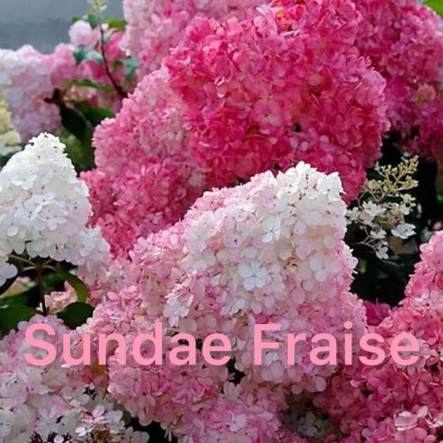 Мітловидна Гортензія Sundae Fraise горщик 1,5л