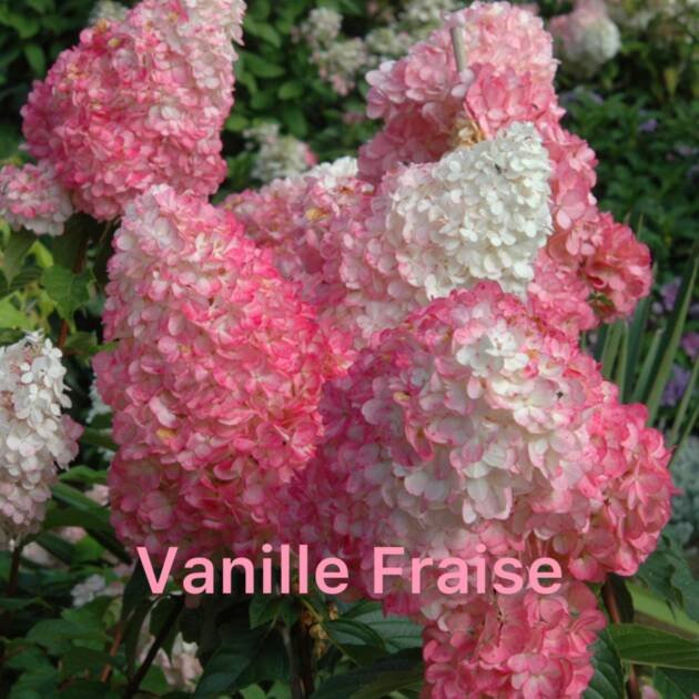 Мітловидна Гортензія Vanilla Fraise (горщик 3л)