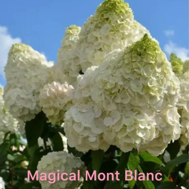 Мітловидна гортензія Magical Mont Blanc (горщик 3л)