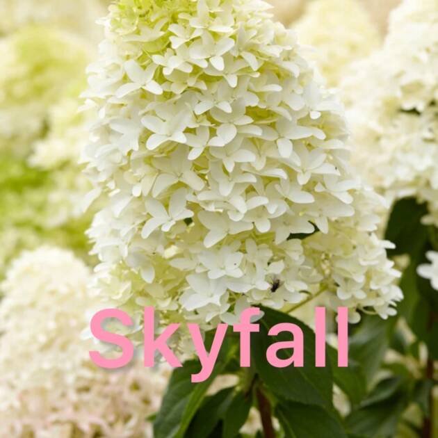 Мітловидна Гортензія Skyfall (горщик 3л)