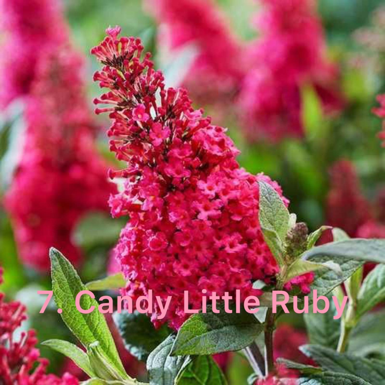 Будлея 7.Candy Little Ruby (горщик ф12)
