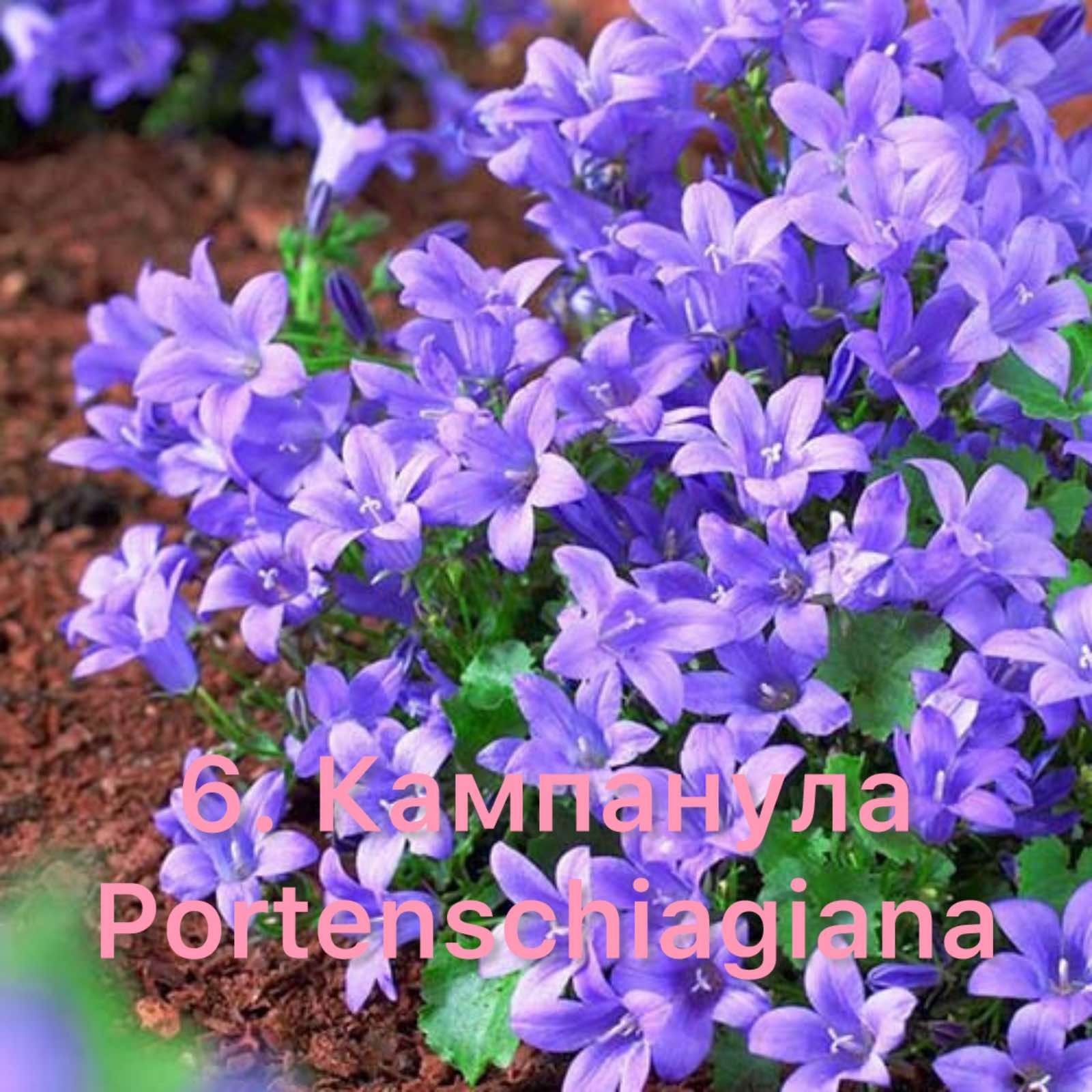 Кампанула 6.Portenschlagiana(горщик ф12)