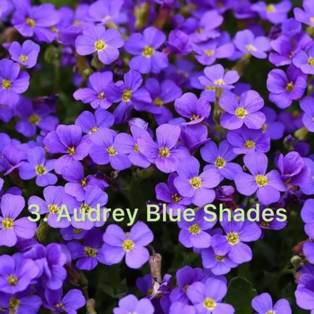 Обрієта 3.Audrey Blue Shades (горщик ф10)