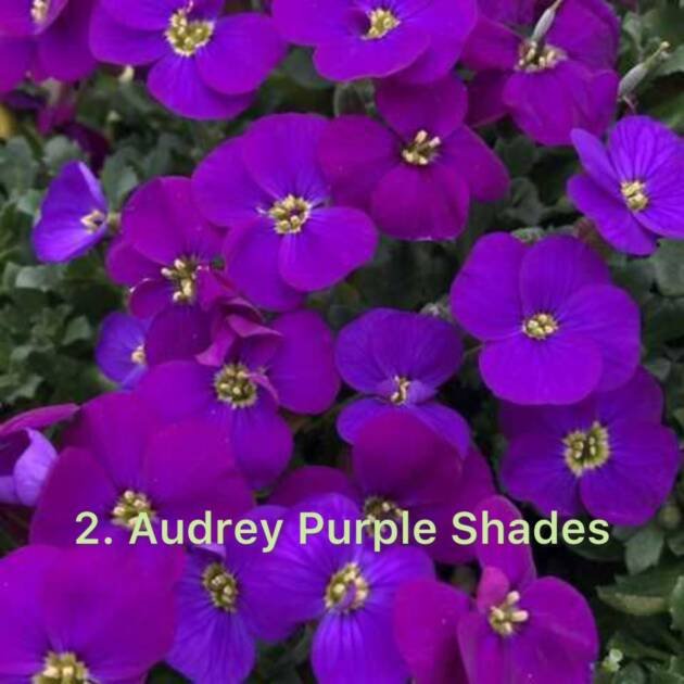 Обрієта 2.Audrey Purple Shades (горщик ф10)
