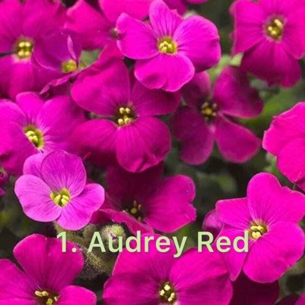 Обрієта 1.Audrey Red (горщик ф10)
