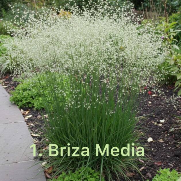 Трава 1.Briza Media