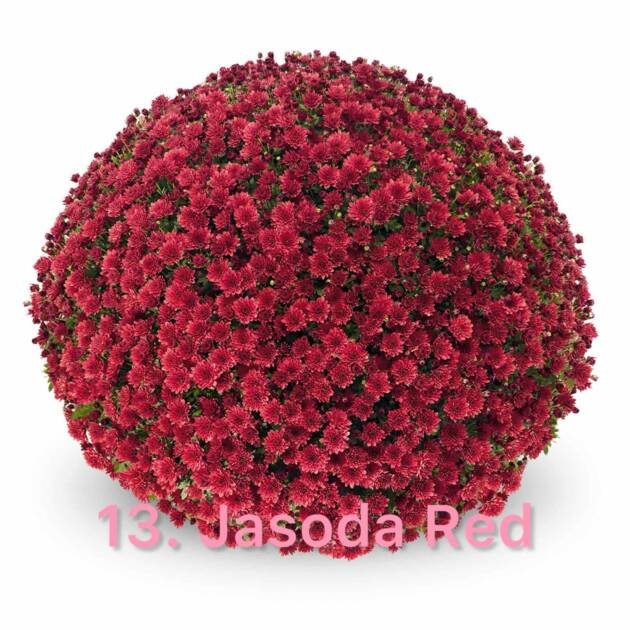 Шаровидна хризантема 13.Jasoda Red