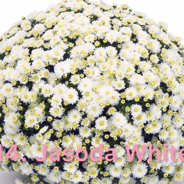 Шаровидна хризантема 14.Jasoda White