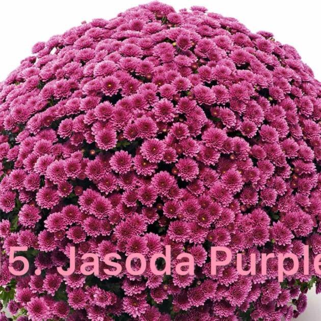 Шаровидна хризантема 15.Jasoda Purple
