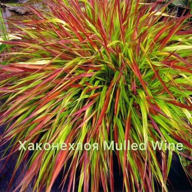 Хаконехлоя Mulled Wine