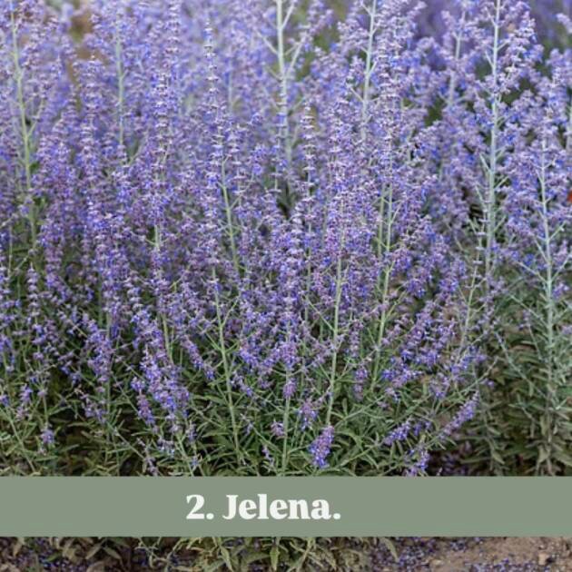 Перовскія 2.Jelena
