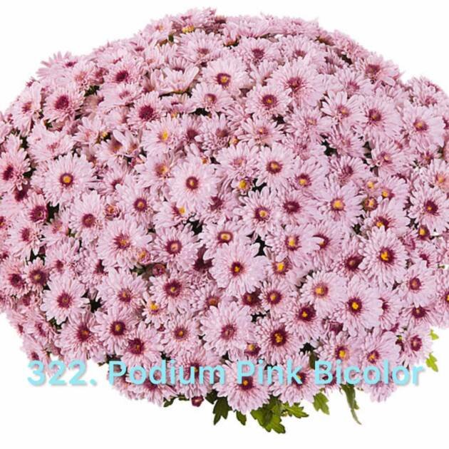Хризантема шаровидна 322.Podium Pink Bicolor (горщик ф12)