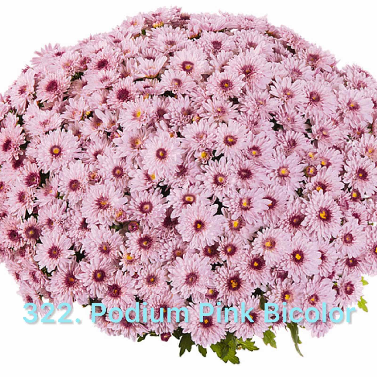 Хризантема шаровидна 322.Podium Pink Bicolor (горщик ф12)