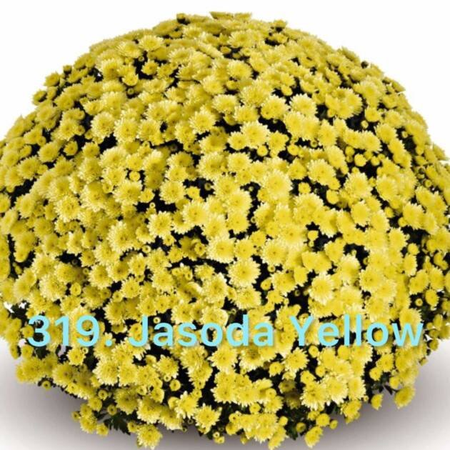 Хризантема шаровидна 319.Jasoda Yellow (горщик ф12)