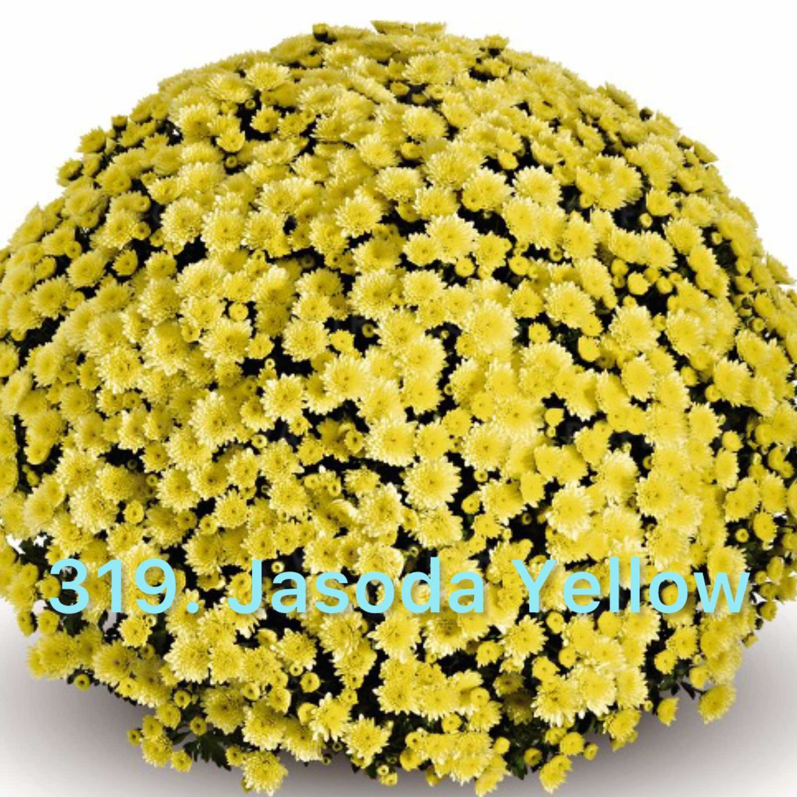 Хризантема шаровидна 319.Jasoda Yellow (горщик ф12)
