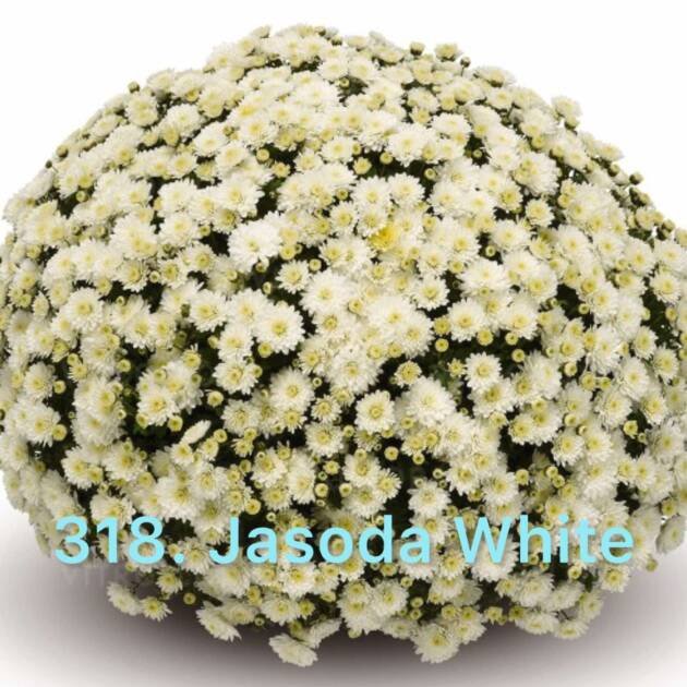 Хризантема шаровидна 318.Jasoda White (горщик ф12)