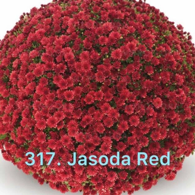 Хризантема шаровидна 317.Jasoda Red (горщик ф12)
