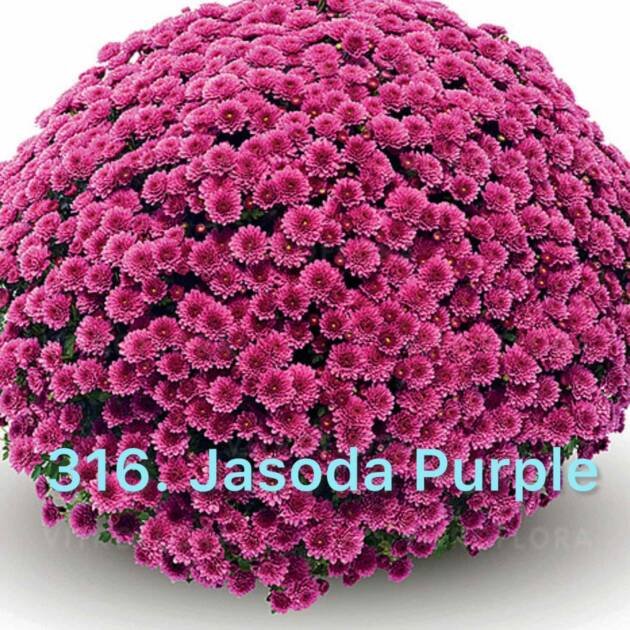Хризантема шаровидна 316.Jasoda Purple (горщик ф12)