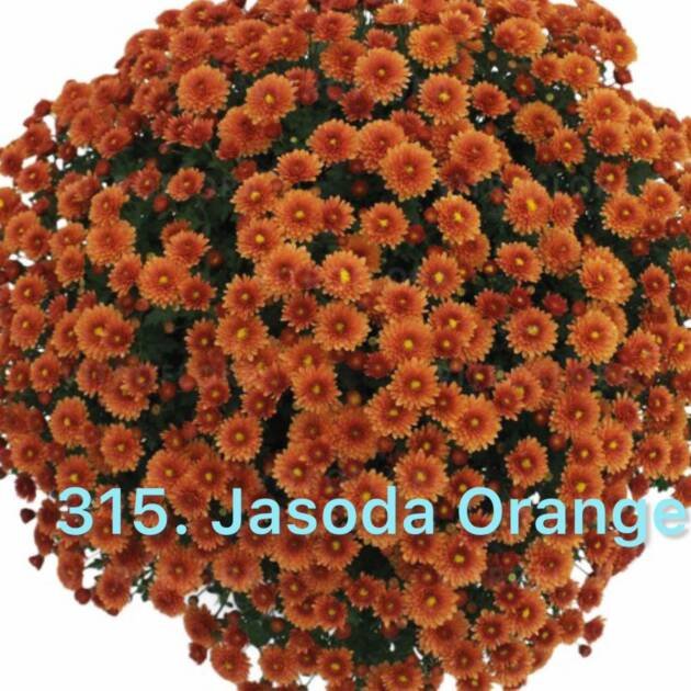 Хризантема шаровидна 315. Jasoda Orange (горщик ф12)