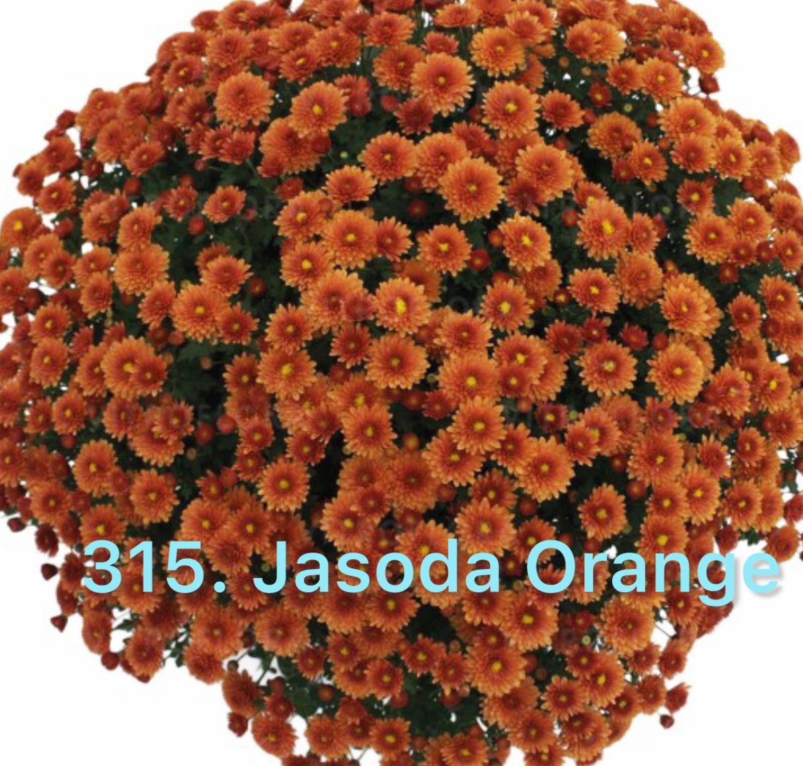 Хризантема шаровидна 315. Jasoda Orange (горщик ф12)