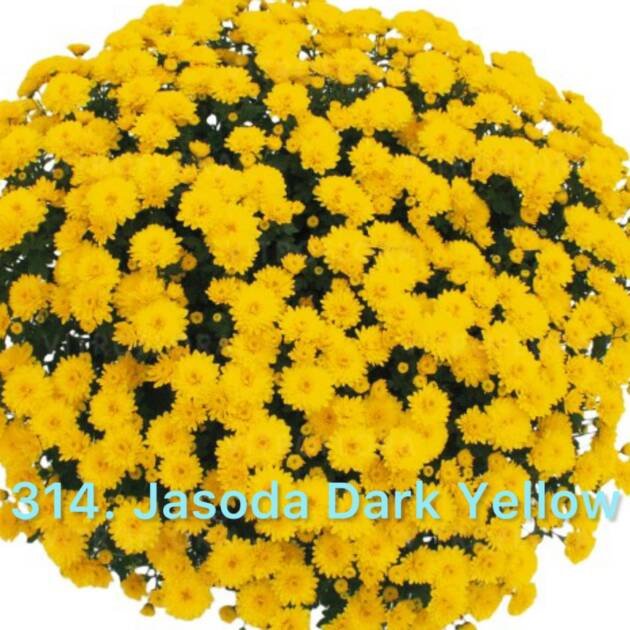 Хризантема шаровидна 314. Jasoda Dark Yellow (горщик ф12)