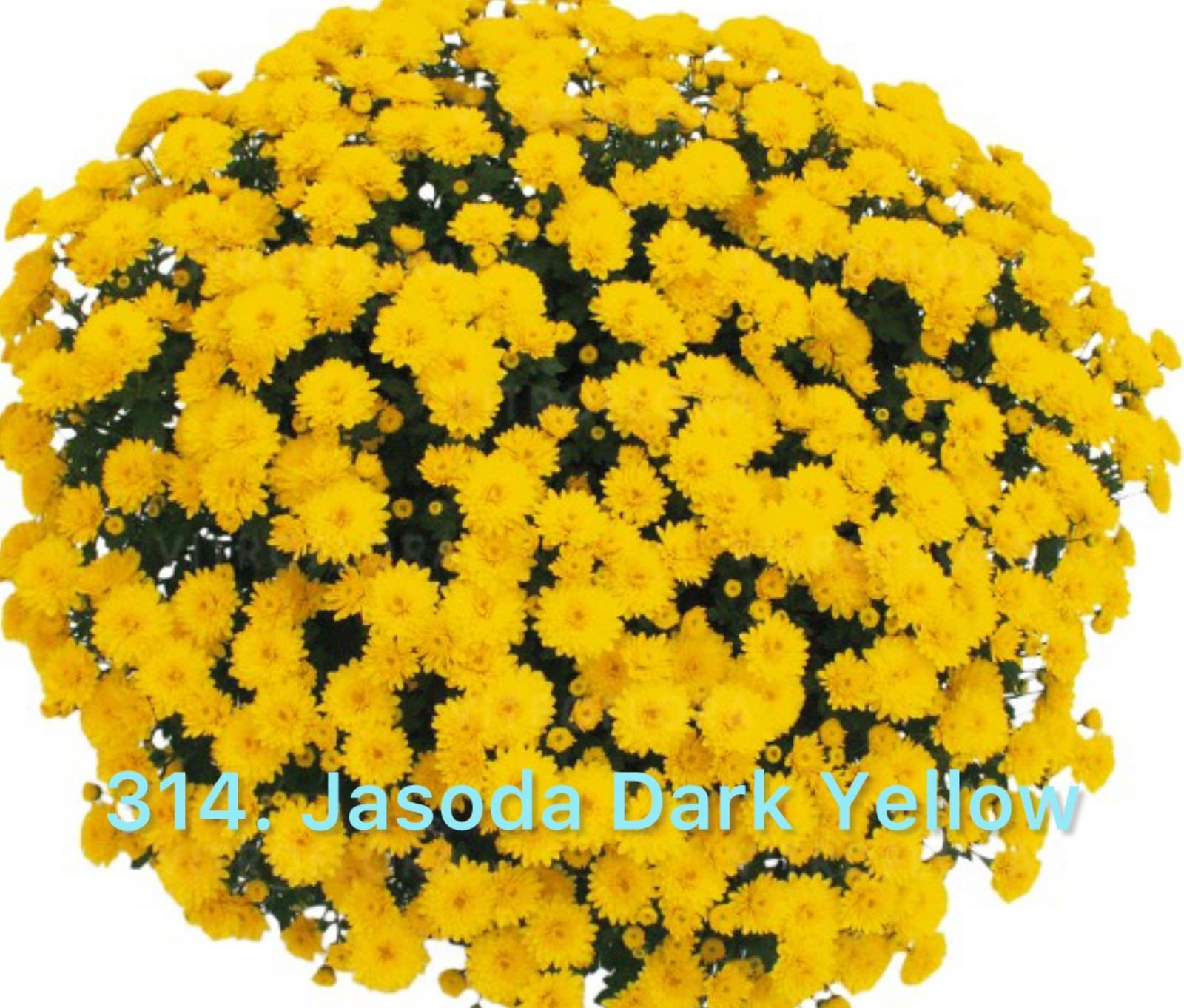 Хризантема шаровидна 314. Jasoda Dark Yellow (горщик ф12)