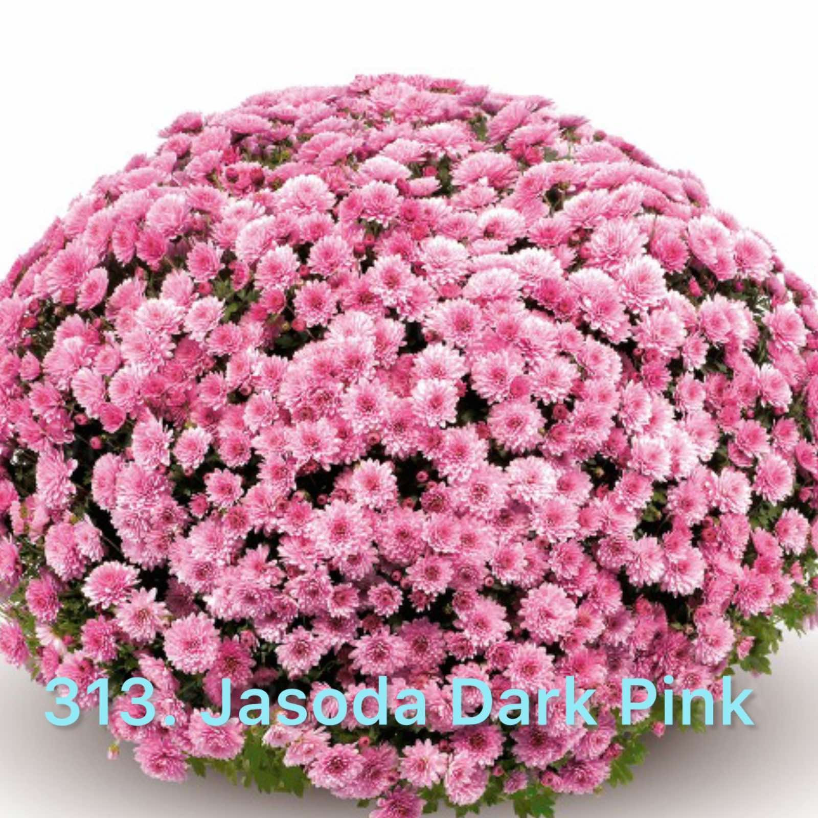 Хризантема шаровидна 313.Jasoda Dark Pink (горщик ф12)