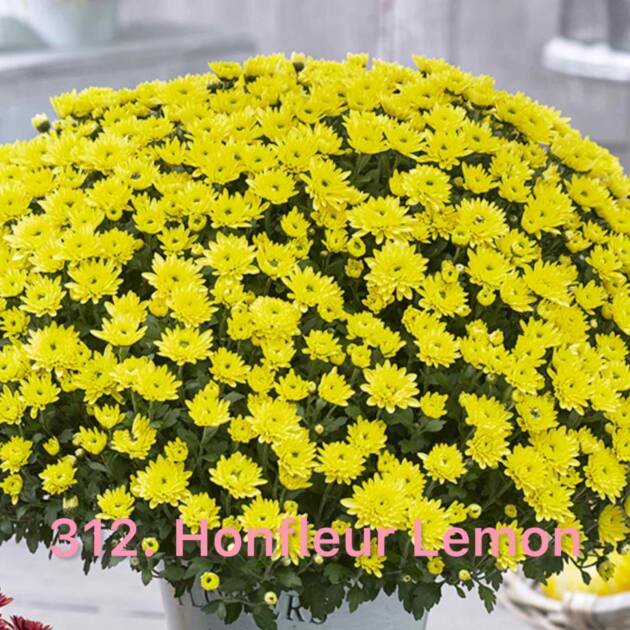 Хризантема шаровидна 312.Honfleur Lemon (горщик ф12)