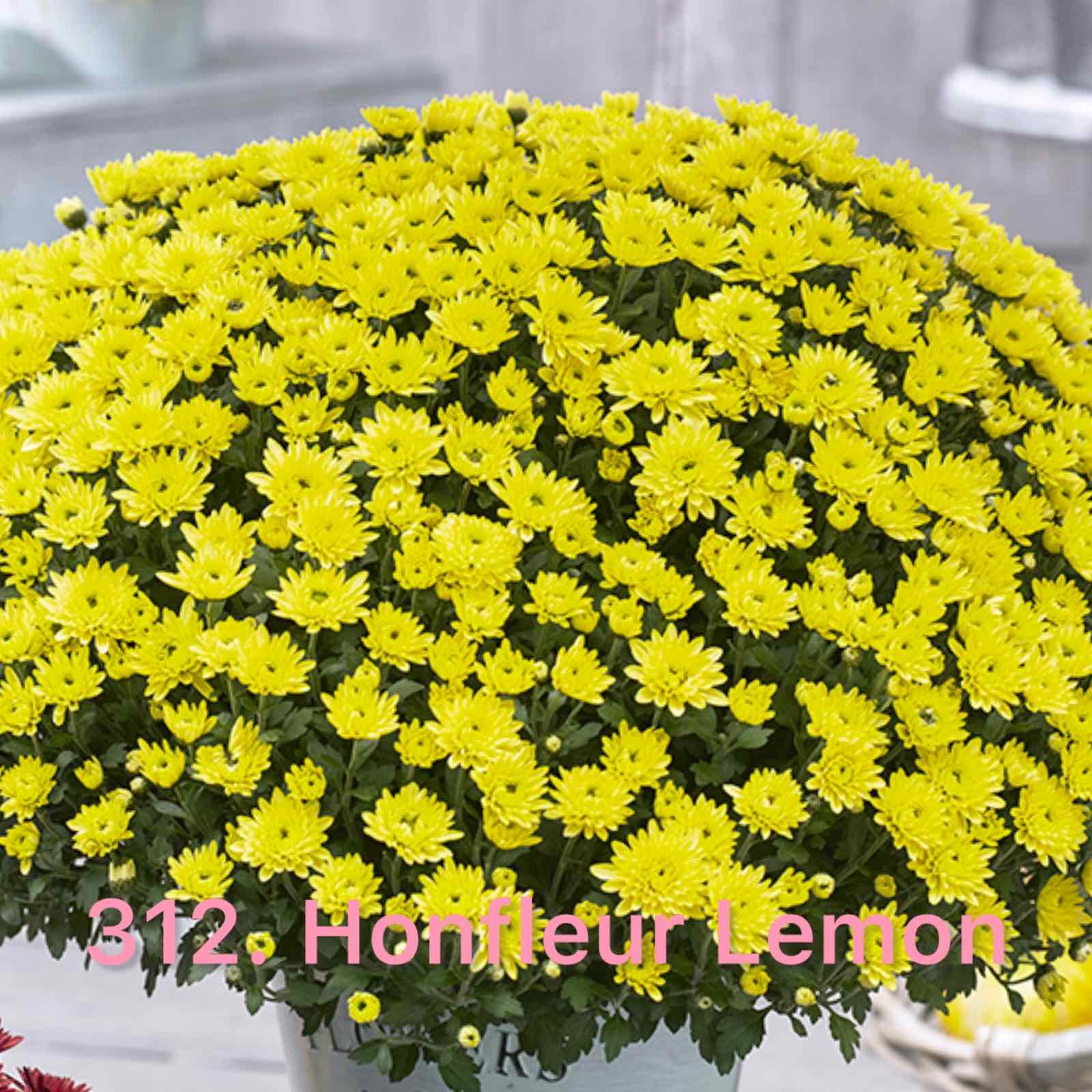 Хризантема шаровидна 312.Honfleur Lemon (горщик ф12)
