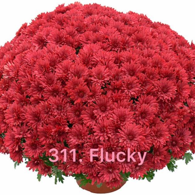 Хризантема шаровидна 311.Flucky (горщик ф12)