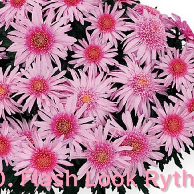 Хризантема шаровидна 310. Flash Look Rythme (горщик ф12)