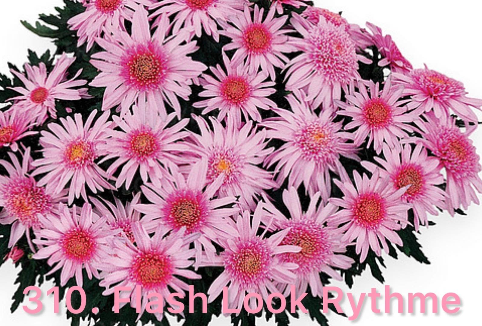Хризантема шаровидна 310. Flash Look Rythme (горщик ф12)