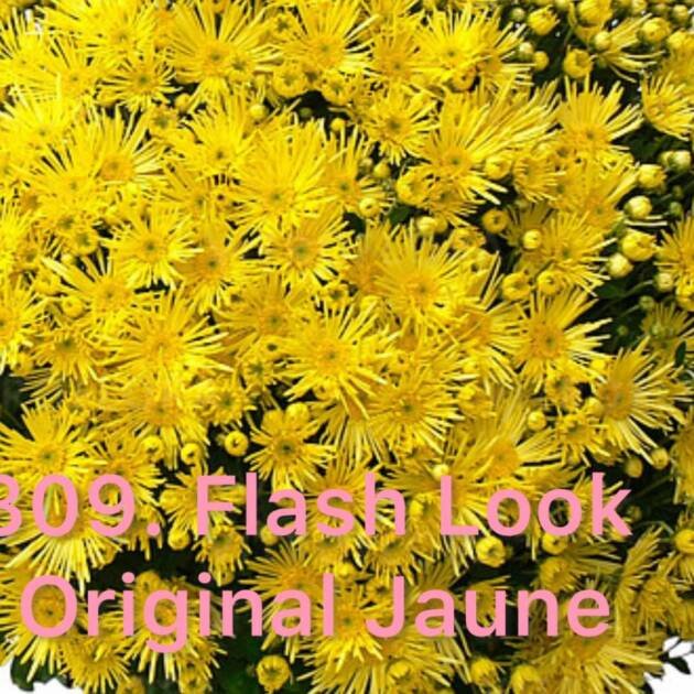 Хризантема шаровидна 309.Flash Look Original Jaune (горщик ф12)