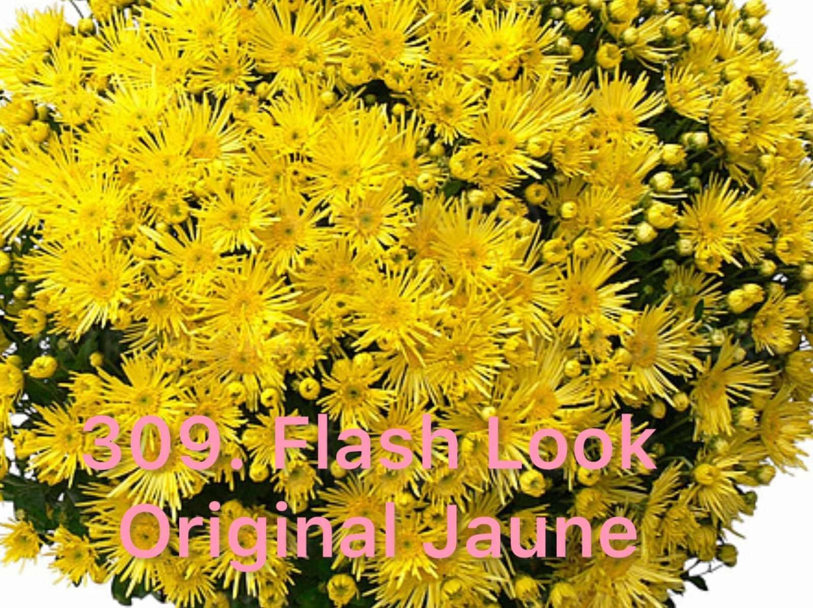 Хризантема шаровидна 309.Flash Look Original Jaune (горщик ф12)