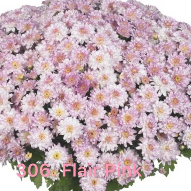 Хризантема шаровидна 306.Flair Pink (горщик ф12)