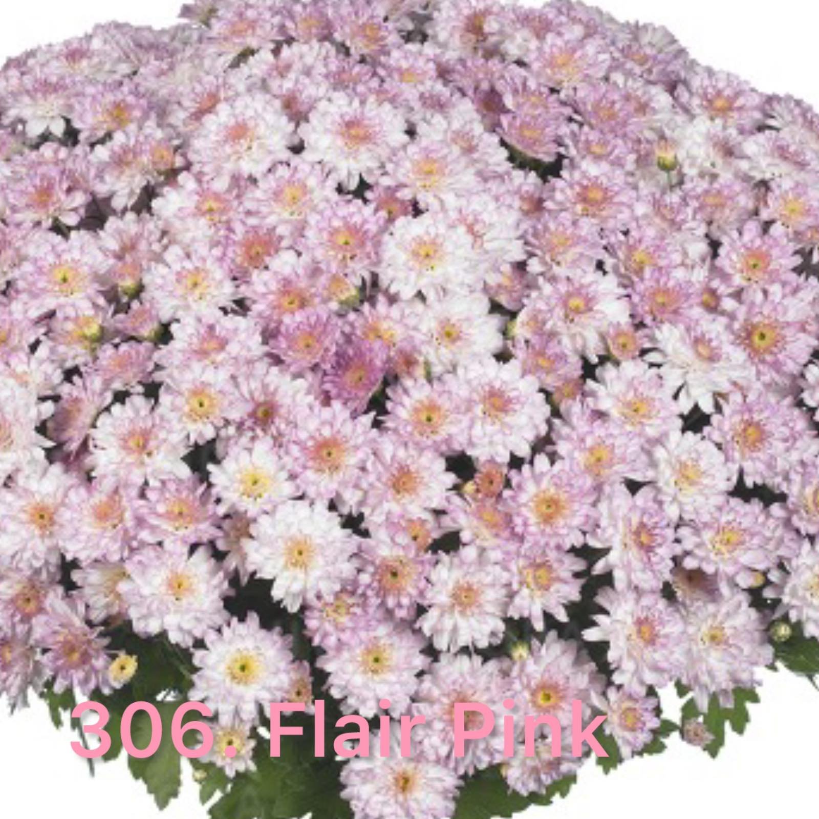 Хризантема шаровидна 306.Flair Pink (горщик ф12)