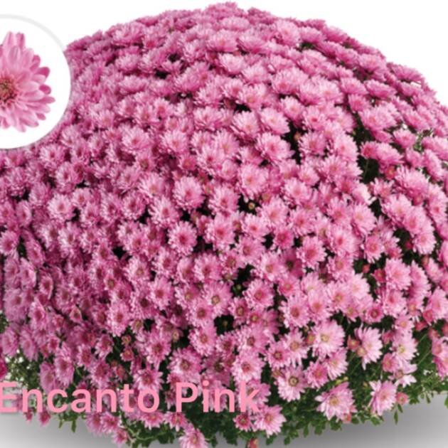 Хризантема шаровидна 305.Encanto Pink (горщик ф12)