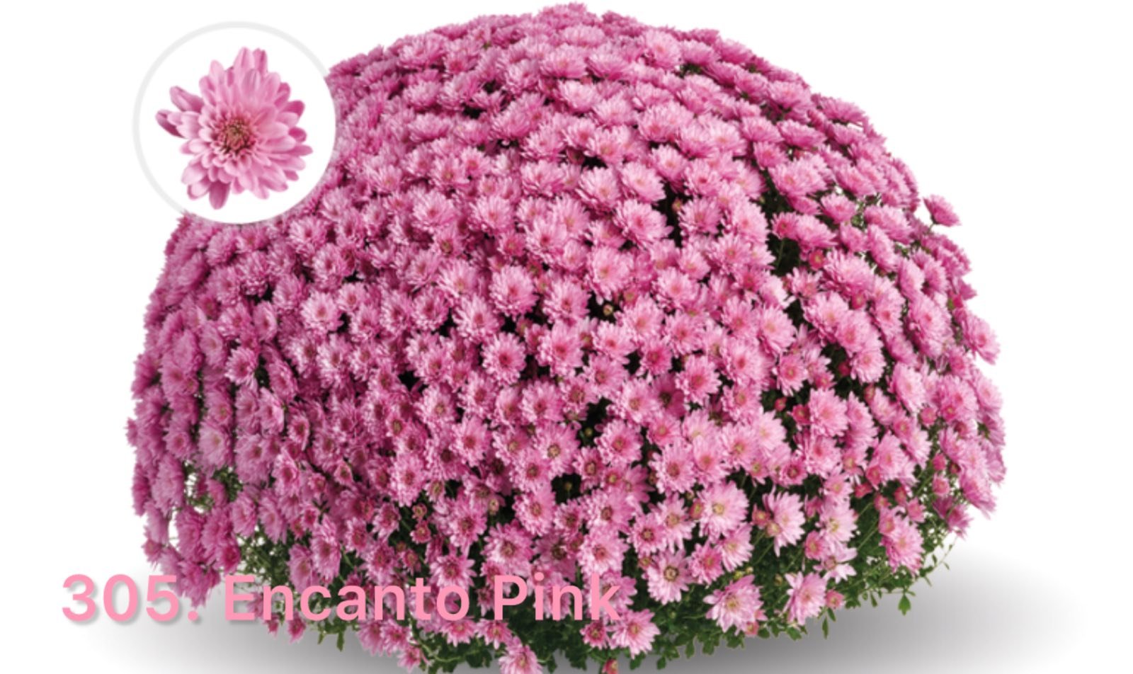 Хризантема шаровидна 305.Encanto Pink (горщик ф12)