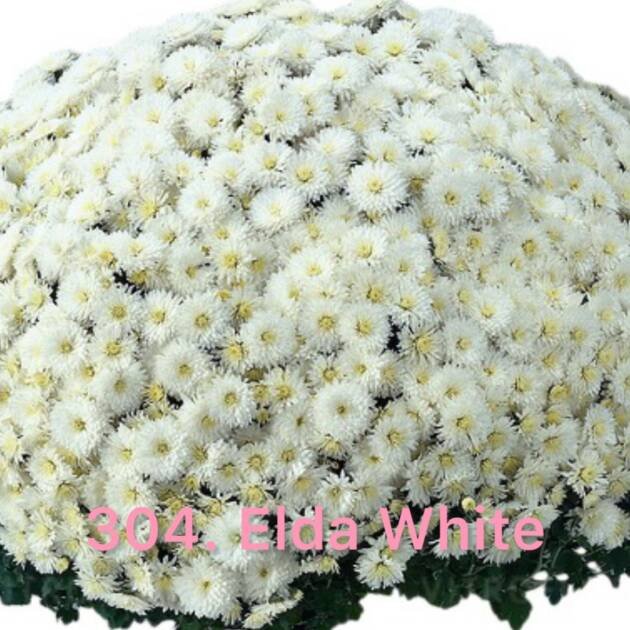 Хризантема шаровидна 304. Elda White (горщик ф12)