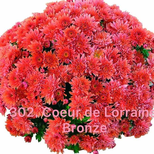 Хризантема шаровидна 302.Coeur de Lorraine Bronze (горщик ф12)